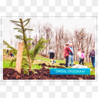 Volunteers Celebrate Earth Day By Planting Trees - Lodgepole Pine, HD Png Download