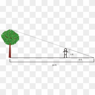 Angles In Triangles Example 6 - Similar Triangles Tree Height, HD Png Download