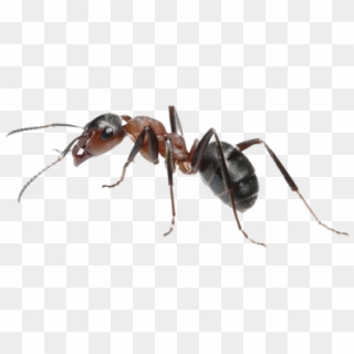 Ant Png, Transparent Png