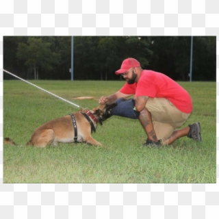 Professional Training - Police Dog, HD Png Download