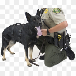 K9 Proseries® Rappel Harness - Police Dog, HD Png Download
