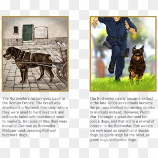 Rottweiler - Alpine Mastiff, HD Png Download