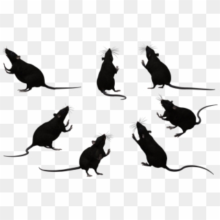 Rat Silhouette Png Png Royalty Free - Rats Black And White, Transparent Png