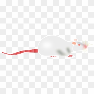 Albino Rat Mouse - Albino Rat Png, Transparent Png