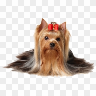 Dog With Bow In Hair , Png Download - New York Terrier, Transparent Png