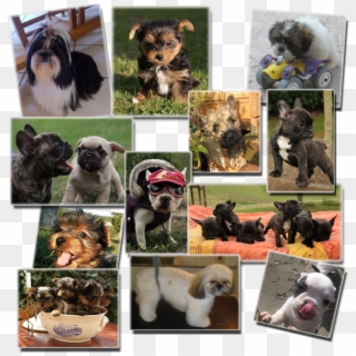 Pet Shop Chiens - Companion Dog, HD Png Download