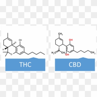 Thc Vs Cbd Molecule - Tetrahydrocannabinol Oxidation, HD Png Download