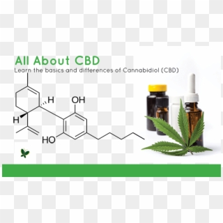 Robbin Lynn, Mba, Certified Cannabis Specialist Owner - Narkoba Jenis Baru 2018, HD Png Download