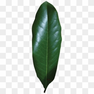 Simple - Southern Magnolia Leaf, HD Png Download