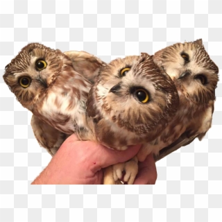 Animal & Personthree Baby Owls - Three Baby Owls, HD Png Download