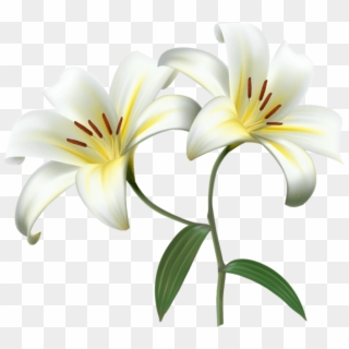 Flower Transparent Png Transparent Background - White Lily Flower Png Hd, Png Download