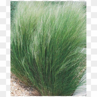 Sweet Grass, HD Png Download