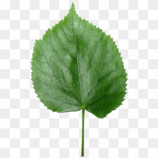 Four Leaf Clover Leaves Png Image - Liść Png, Transparent Png
