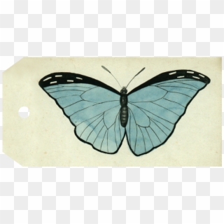 Butterfly Plate, HD Png Download
