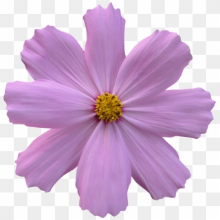 Cosmos, Flower, Garden, Nature, Purple - Purple Flower No Background, HD Png Download
