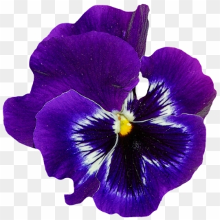 Violets Flowers Transparent Images - Violet Transparent, HD Png Download