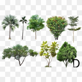 Landscape Png Photos - Trees For Photoshop High Resolution, Transparent Png