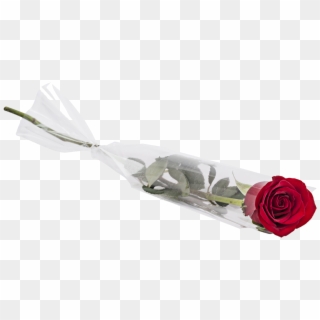 Single Red Rose Delivery Valentines Day Single Stem - Single Valentines Day Roses, HD Png Download