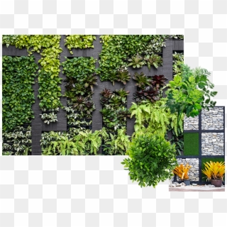 Green Wall Png - Vertical Wall Garden, Transparent Png