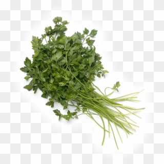 Parsley, HD Png Download