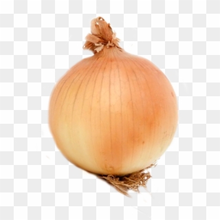 Onion, HD Png Download