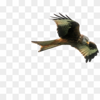 Hawk - Falcon Free, HD Png Download