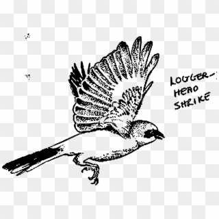 This Free Icons Png Design Of Logger-head Shrike - Loggerhead Shrike, Transparent Png