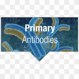 Highly Validated Antibodies - Anticorps Microscope, HD Png Download