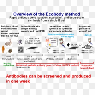Monoclonal Antibody Production Drug, HD Png Download
