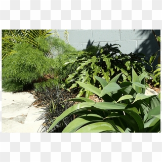 Created With Tiered Plantings Of Tall Bamboo, Planting - Yard, HD Png Download