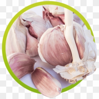Ajo - Garlic, HD Png Download