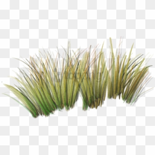Free Png Grass Plants Png Image With Transparent Background - Grass Plant Texture, Png Download