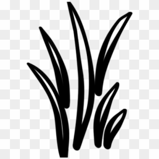 Grass Clipart Black And White - Agave, HD Png Download