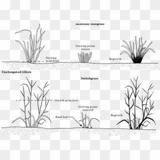 Response Of A Nonjointed Grass Like Kentucky Bluegrass - Kentucky Bluegrass Diagram, HD Png Download