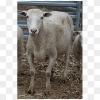 Donate To Petrescue - Sheep, HD Png Download
