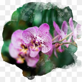 En Cambio, Las Rosas Blancas Evocan Pureza Y Amor Duradero - Orchids Flower, HD Png Download
