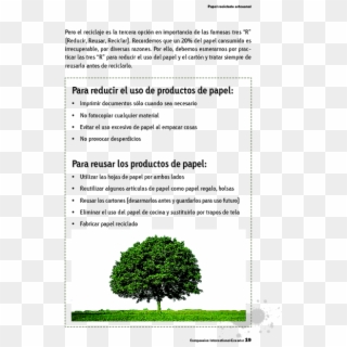 Page - Ahornbaum, HD Png Download