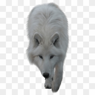White Wolf No Background, HD Png Download