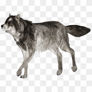 Zoo Tycoon Wolf Mod , Png Download - Wolf, Transparent Png