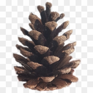 #scbrown #brown #pine #pinecone - Conifer Cone, HD Png Download