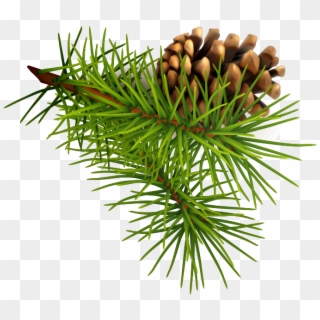 Pinecone Sticker - Pine Family, HD Png Download