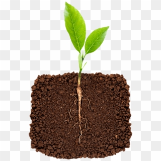Inoculate The Soil With Essential Beneficial Microbes - Plant Root Hd, HD Png Download