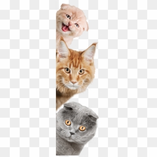 Cats On Sides Copy - Domestic Short-haired Cat, HD Png Download