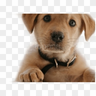 Free Png Download Dog Png Images Background Png Images - Royalty Free Dog Png, Transparent Png