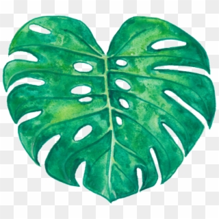 Monstera Deliciosa , Png Download - Monstera Plant No Background Png, Transparent Png