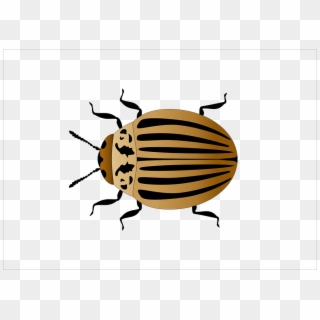Colorado Potato Beetle, Insect, Vector, Garden, Nature - Colorado Potato Beetle Png, Transparent Png