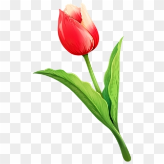 Tulip Flower Natural Spring Nature Bouquet White - Tulipano Png, Transparent Png