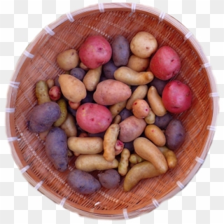 Heritage Potatoes Available For Spring Planting - Fingerling Potato, HD Png Download