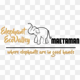 Walk With Elephants At Elephant Ecovalley, The Eco-travel, - Indian Elephant, HD Png Download