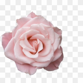 Pastel Pink Rose Pinkrose Aesthetic Soft Sticker Flower - Pastel Pink Flowers Transparent, HD Png Download